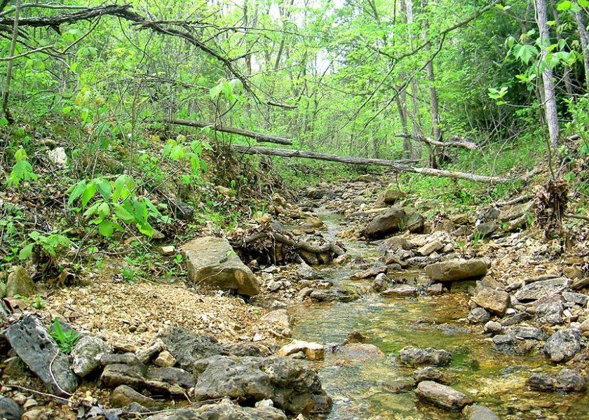 West Creek Looking North About 400 Feet South of the Logging Road