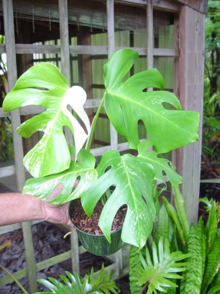 MONSTERA borsigiana   RARE   Variegated Plant  