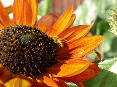 100 EVENING COLORS SUNFLOWER Helianthus Annuus Seeds  