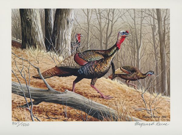 1983 Missouri 1st of State Wild Turkey Stamp Print  