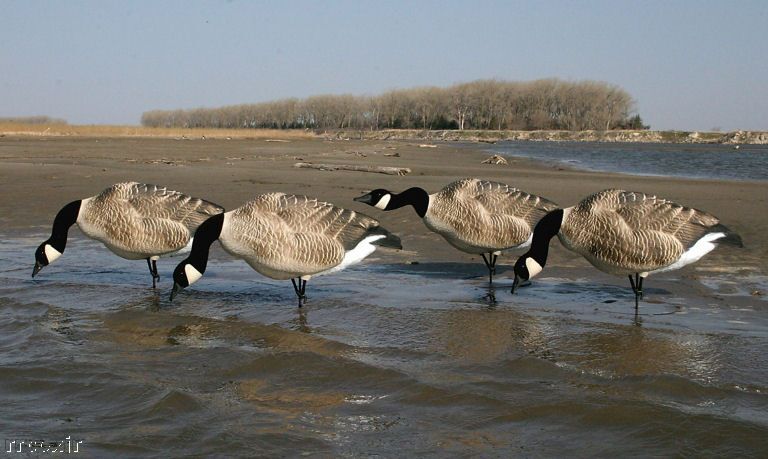 DAKOTA X TREME HONKERS CANADA GOOSE FB FEEDER DECOYS 718122258949 