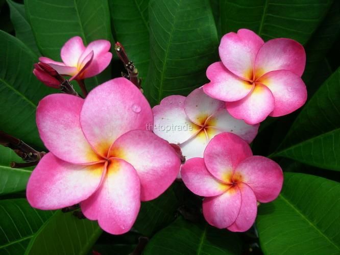 Plumeria rubra Chompu 129 Flowers 20 seeds Free Ship  