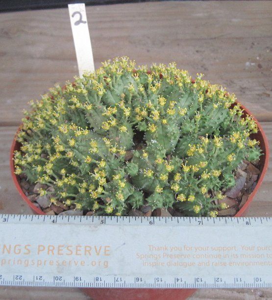Euphorbia tubiglans Small Ball Clumping Succulent Plant 2 Fragrant 