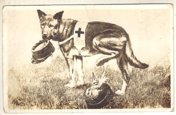 1918? RED CROSS GERMAN SHEPPARD FOULS GERMAN HAT,PHOTO  