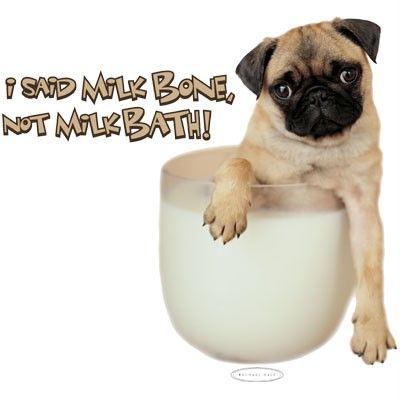 Milk Bone Not Milk Bath, Pug, Dog, Pup, Tshirt S, M, L or XL  