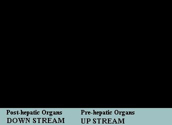 Alkaline Living Water p H20 Pure Ion Hydrogen Energy  