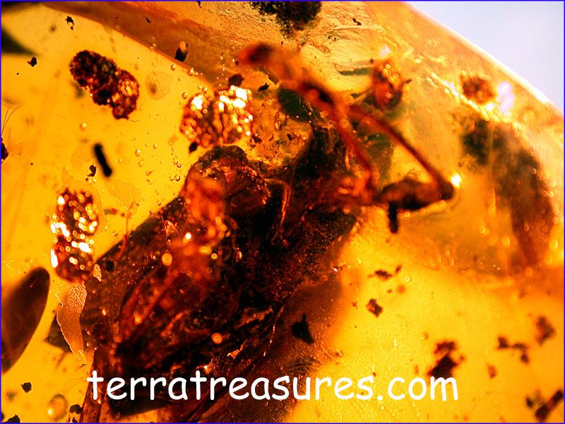 Some photos of our last amber excavations in Asia January 2010 (new 