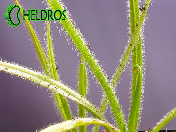 DROSERA REGIA   sundew King   RARE CARNIVOROUS SEEDS   