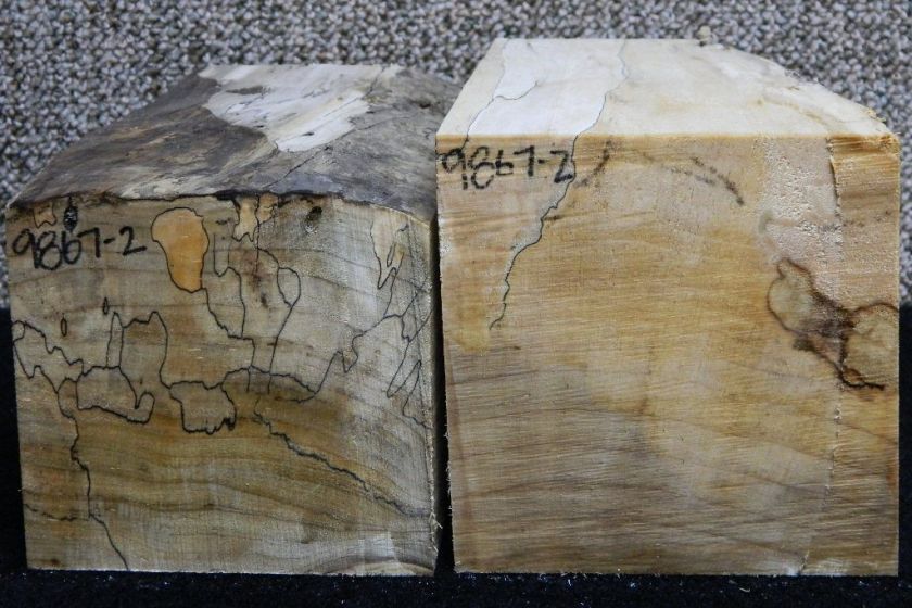 Set of 2 Spalted Ambrosia Maple 5.5x5.5x12 Spindle Lathe Turning 