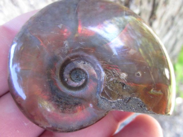 Madagascar AMMONITE FOSSIL Sea Shell Creature Jurassic Dinosaur Age 