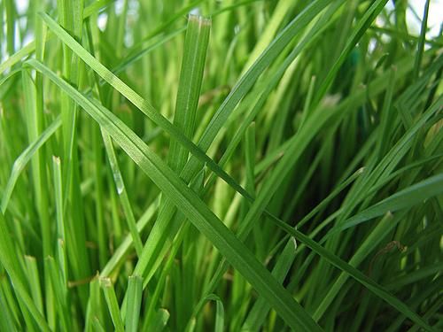 Dactylis glomerata Cat Grass seeds F 287  