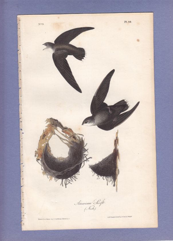   Of America Lithograph Print 1st Ed 1840 AMERICAN SWIFT 44  