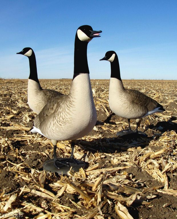   GREENHEAD GEAR ELITE CANADA GOOSE DECOYS+BAG NEW 700905716562  