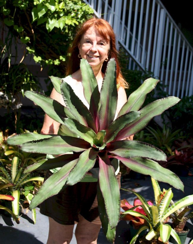 BROMELIAD Nidularium MIDNIGHT Beautiful Foliage  